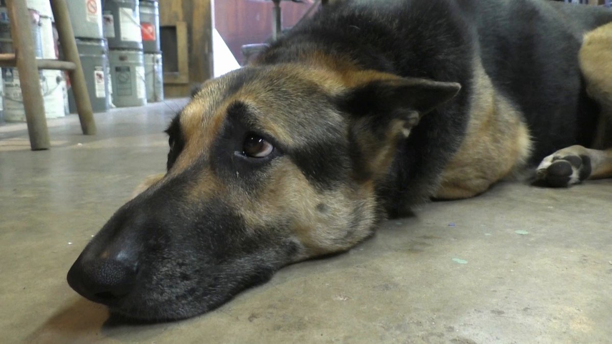 Animal companions — 160914 Mast, Capstan, and Frames