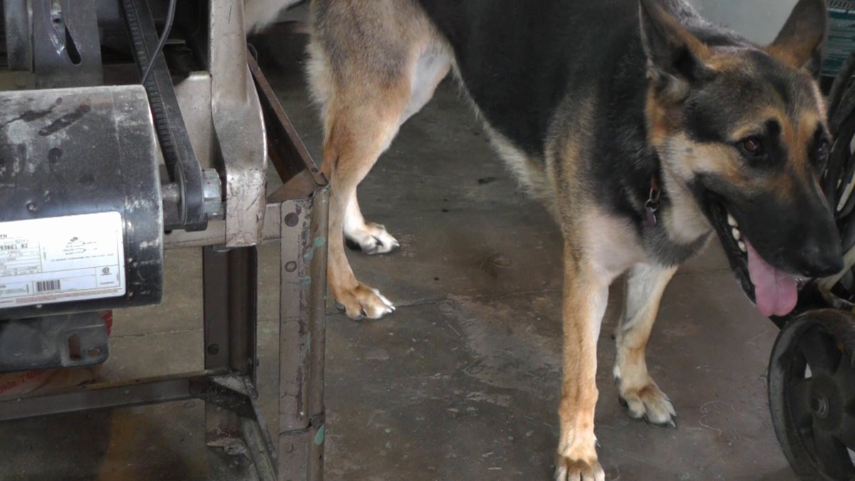 Animal companions — 160301 Anchor Winch Rebuild - Part 9 - Plaster Block Mold Bronze Casting Failures