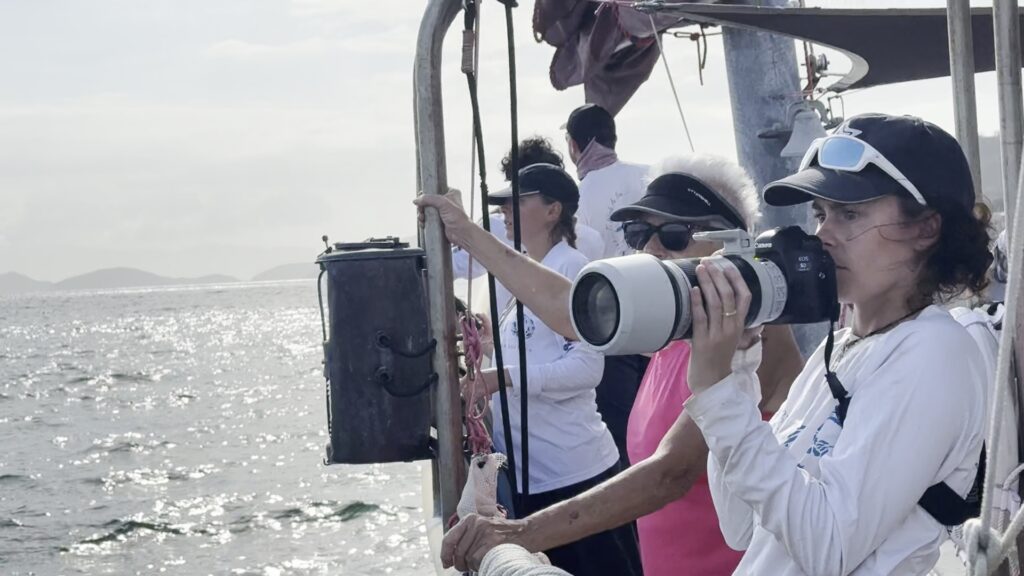 Dolphins of the Windward Islands photo 1