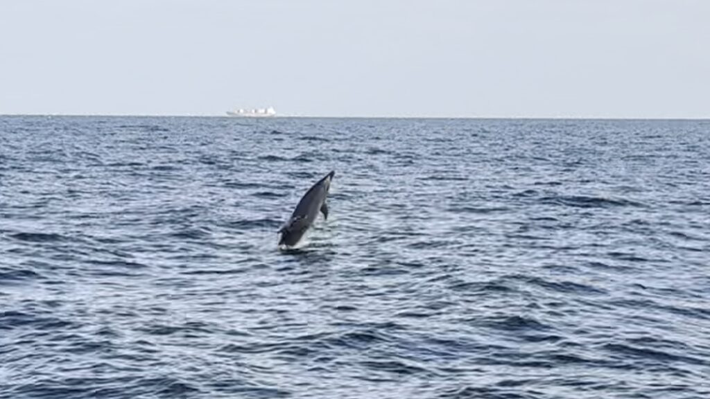 Dolphins of the Windward Islands photo 2