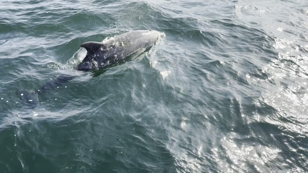 Dolphins of the Windward Islands photo 4