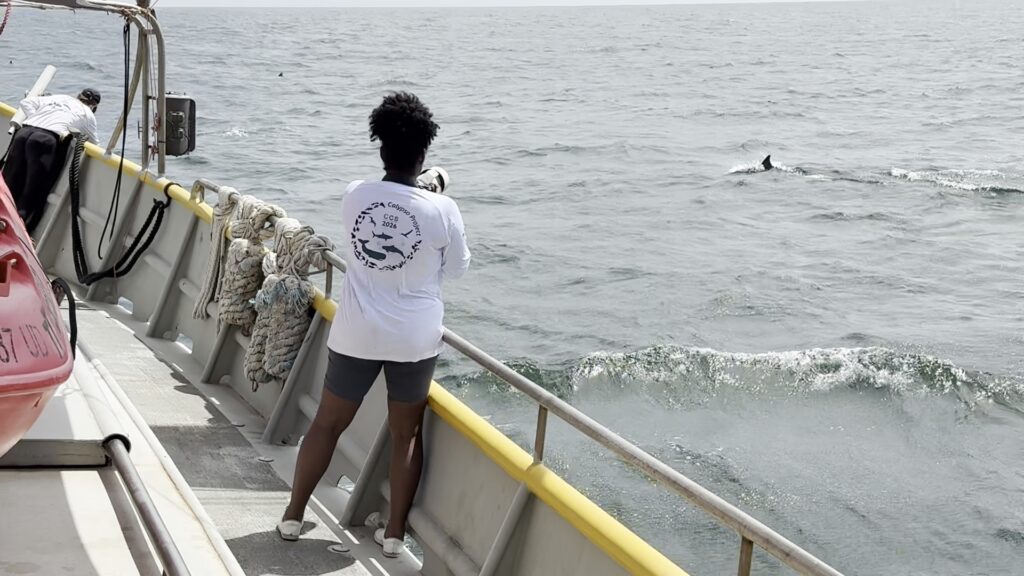 Caribbean Cetacean Society photo 4