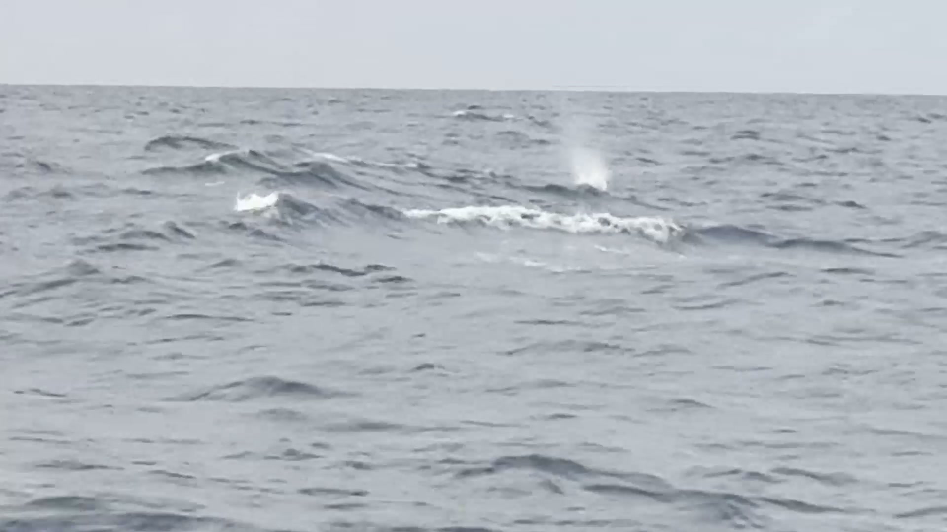 Sperm Whale still 1